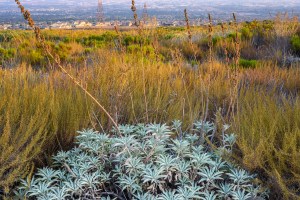 white sage