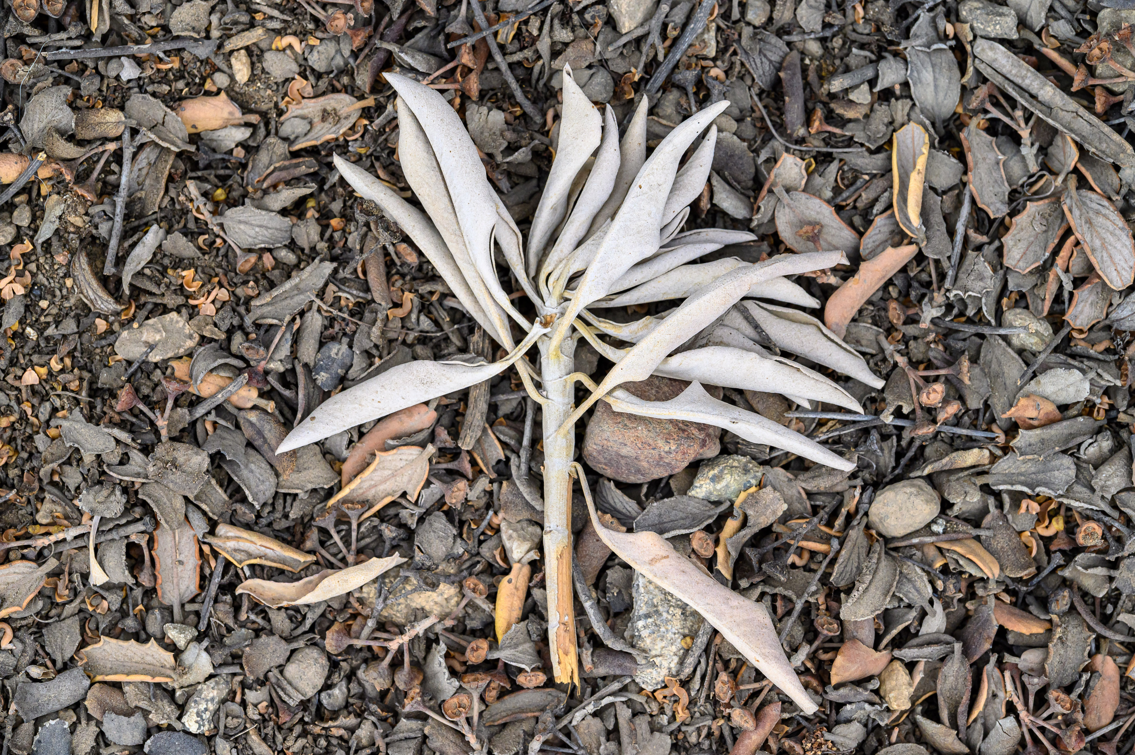 dead sage on the ground