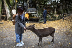 nara deer