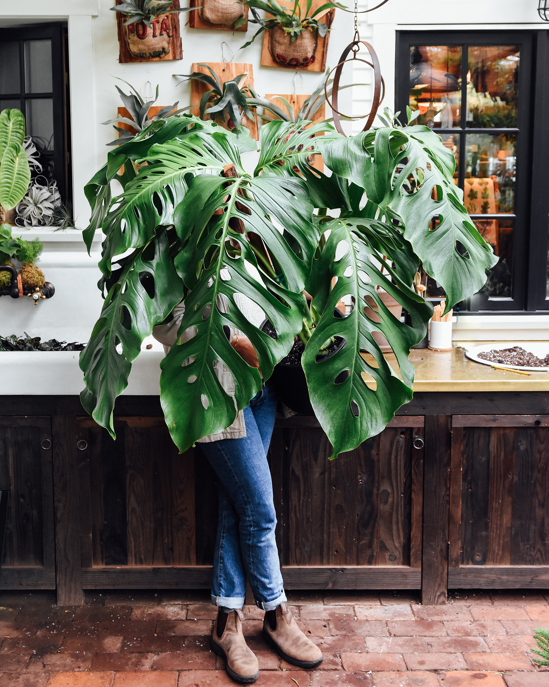 Giant monstera adansonii-pistils.jpg