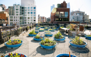 Rooftop Farmers Are Feeding Hungry New Yorkers During The Pandemic