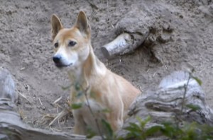 Anjing bernyanyi Papua