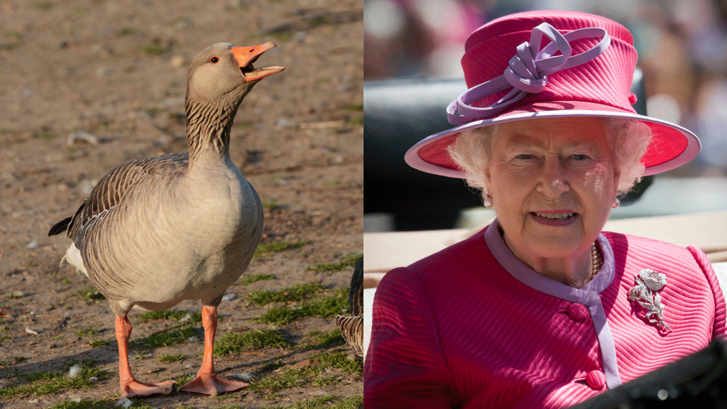 queen-greylag-geese