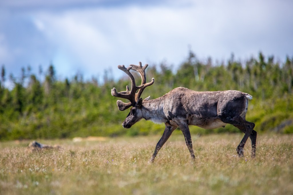 This Noble Animal Is Nearly Extinct But ‘Extreme Conservation’ Could Save It