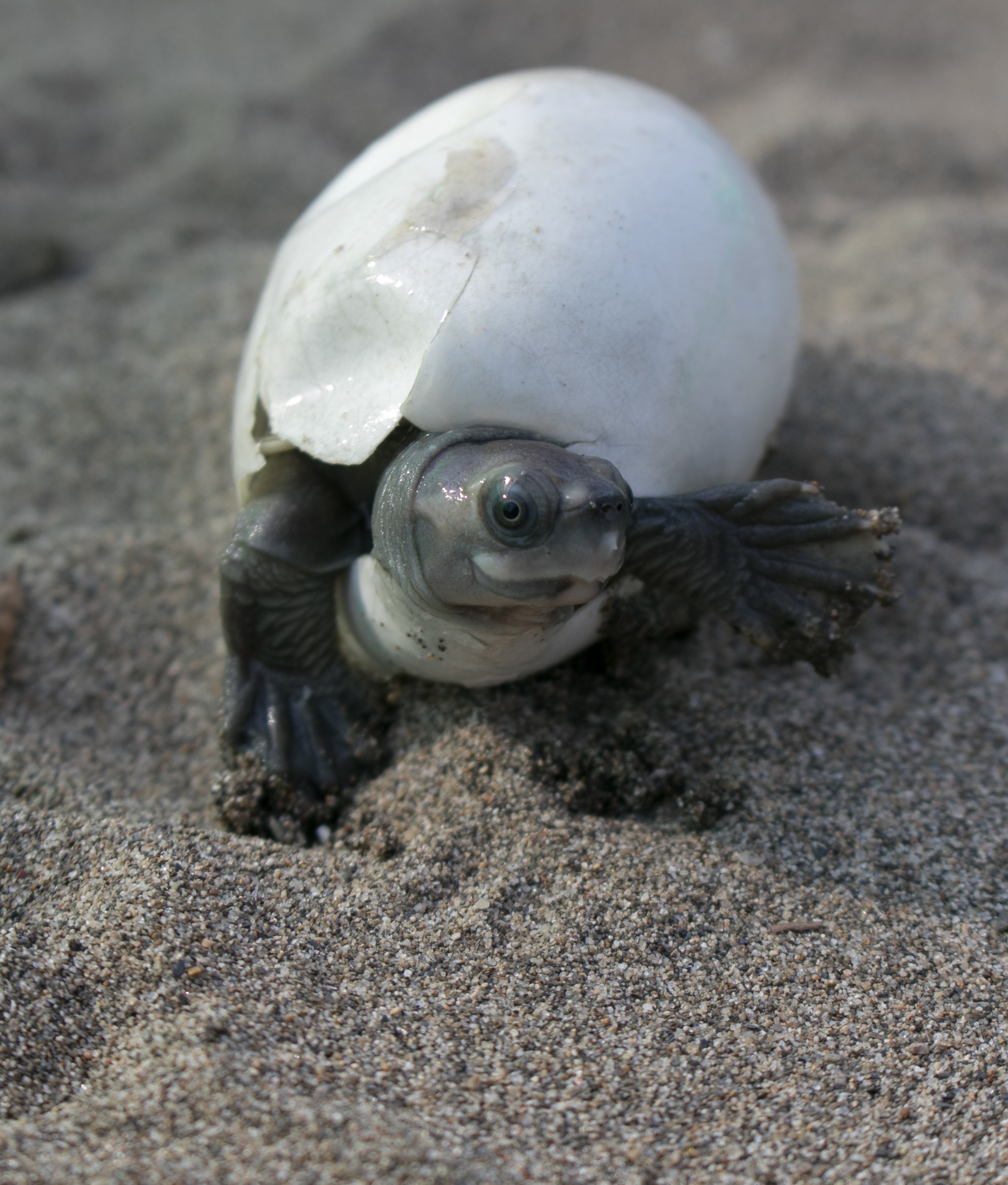 Burmese roofed turtle hatchling3 CREDIT Myo Min WinWCS Myanmar.jpg