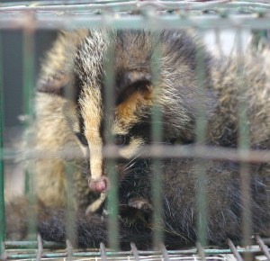 musang dikurung dalam kandang