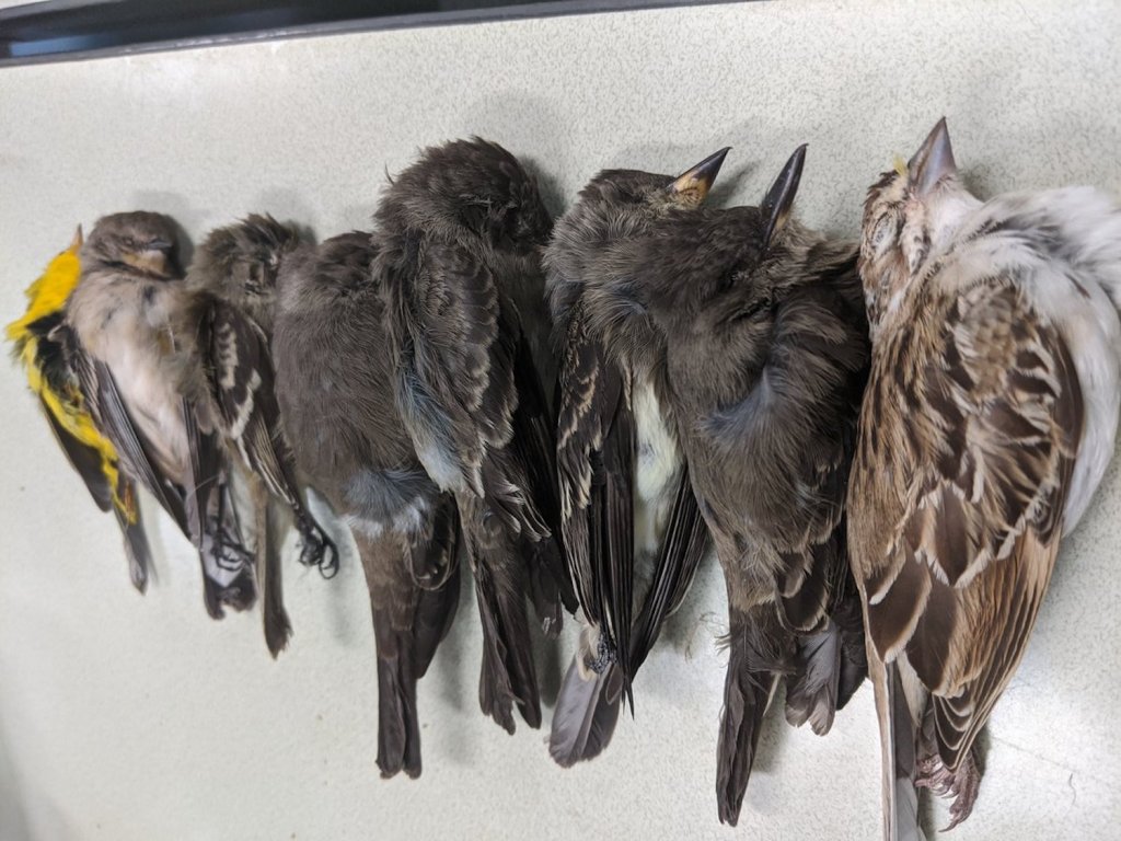 Ribuan Burung Mati Berjatuhan dari Langit di Amerika Serikat Karena Sebab Misterius