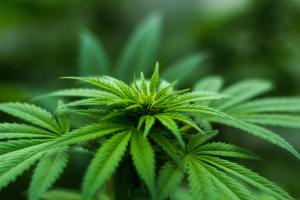 Cannabis crackdown India legalisation movement