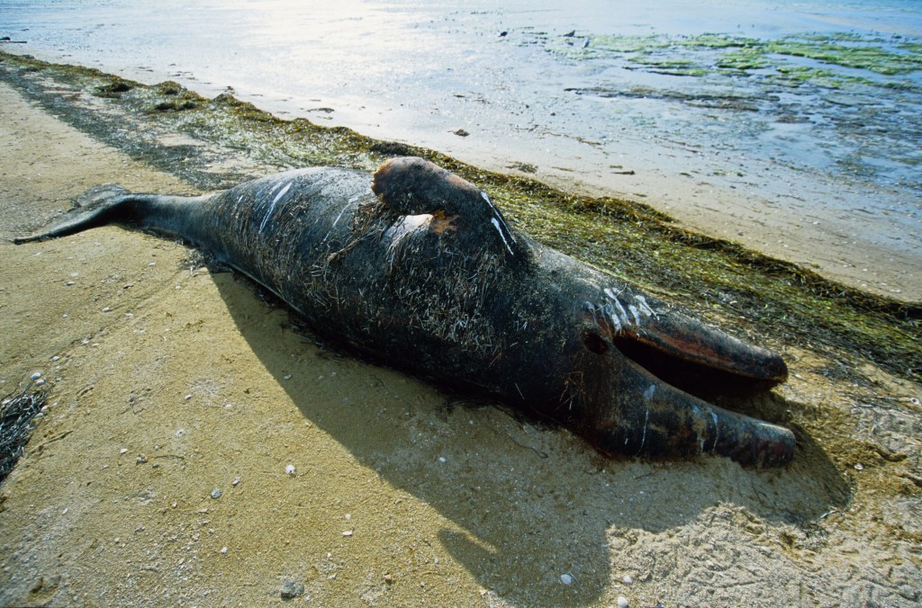 whale, stranded, beached, oean, mexico, India, scientist, marine life, environment