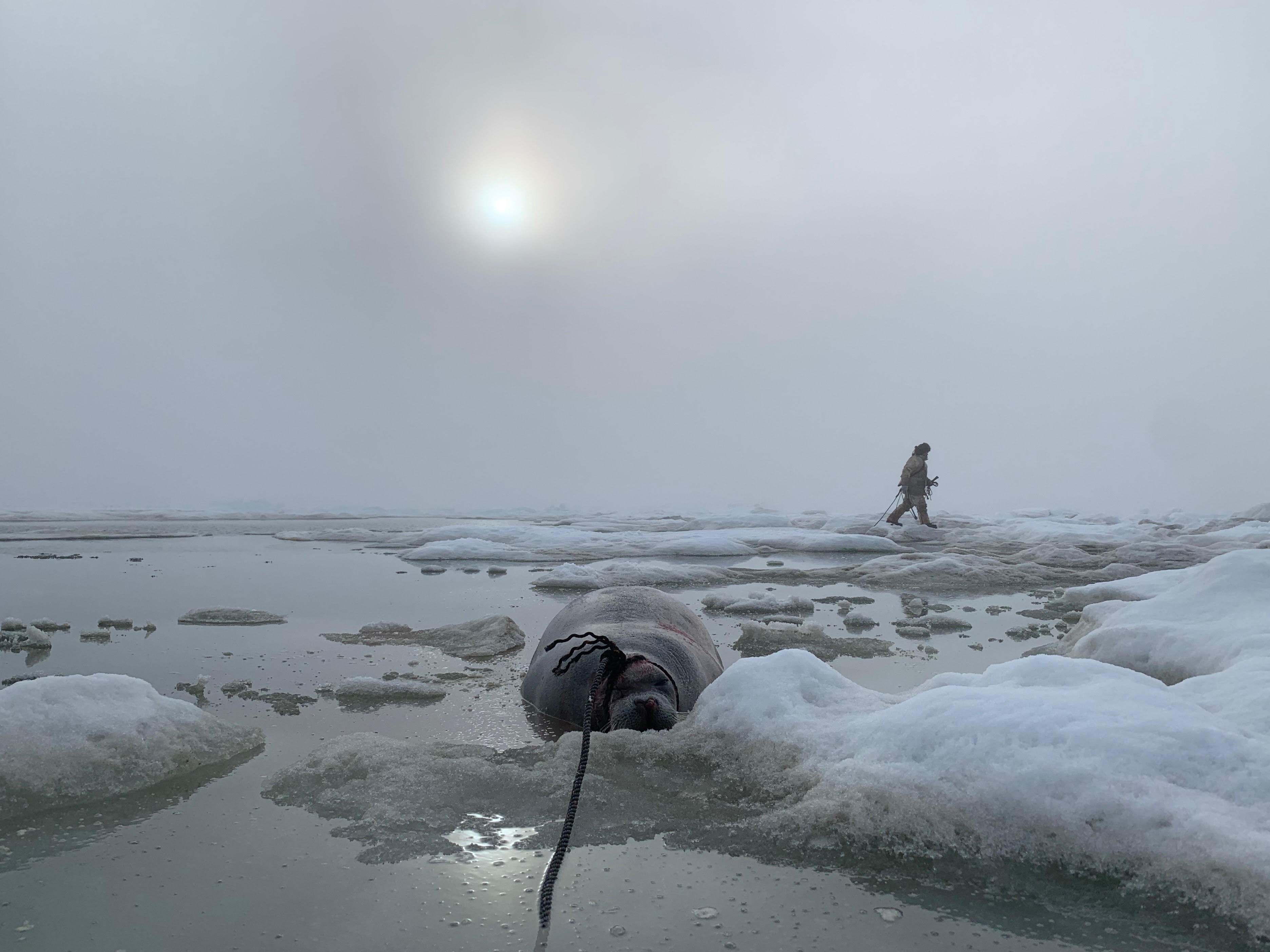 Un phoque barbu est attaché à une corde et tiré vers une glace plus épaisse.