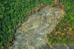 colombia deforestation