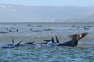 whale stranding