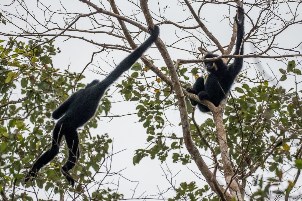 gibbons, cambodia, covid