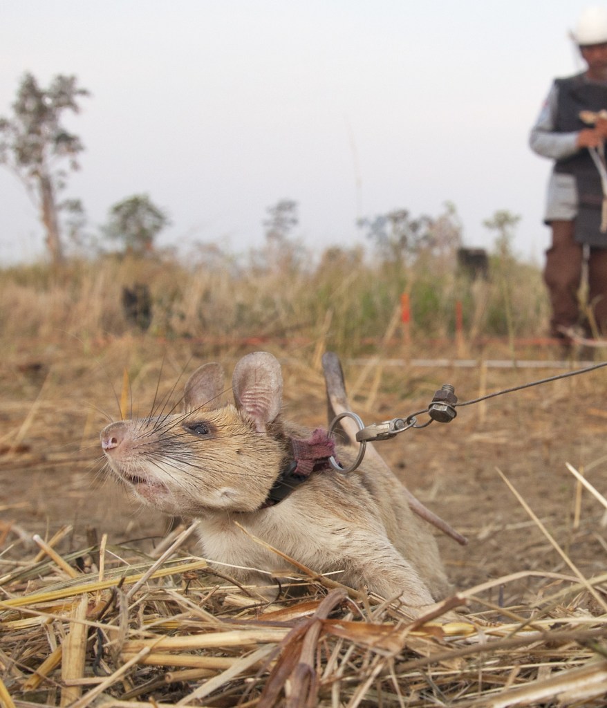 Magawa ratto anti-mina in Cambogia