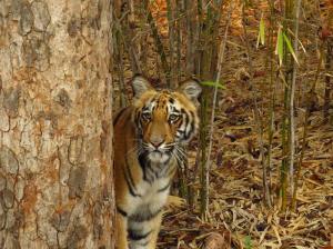 harimau