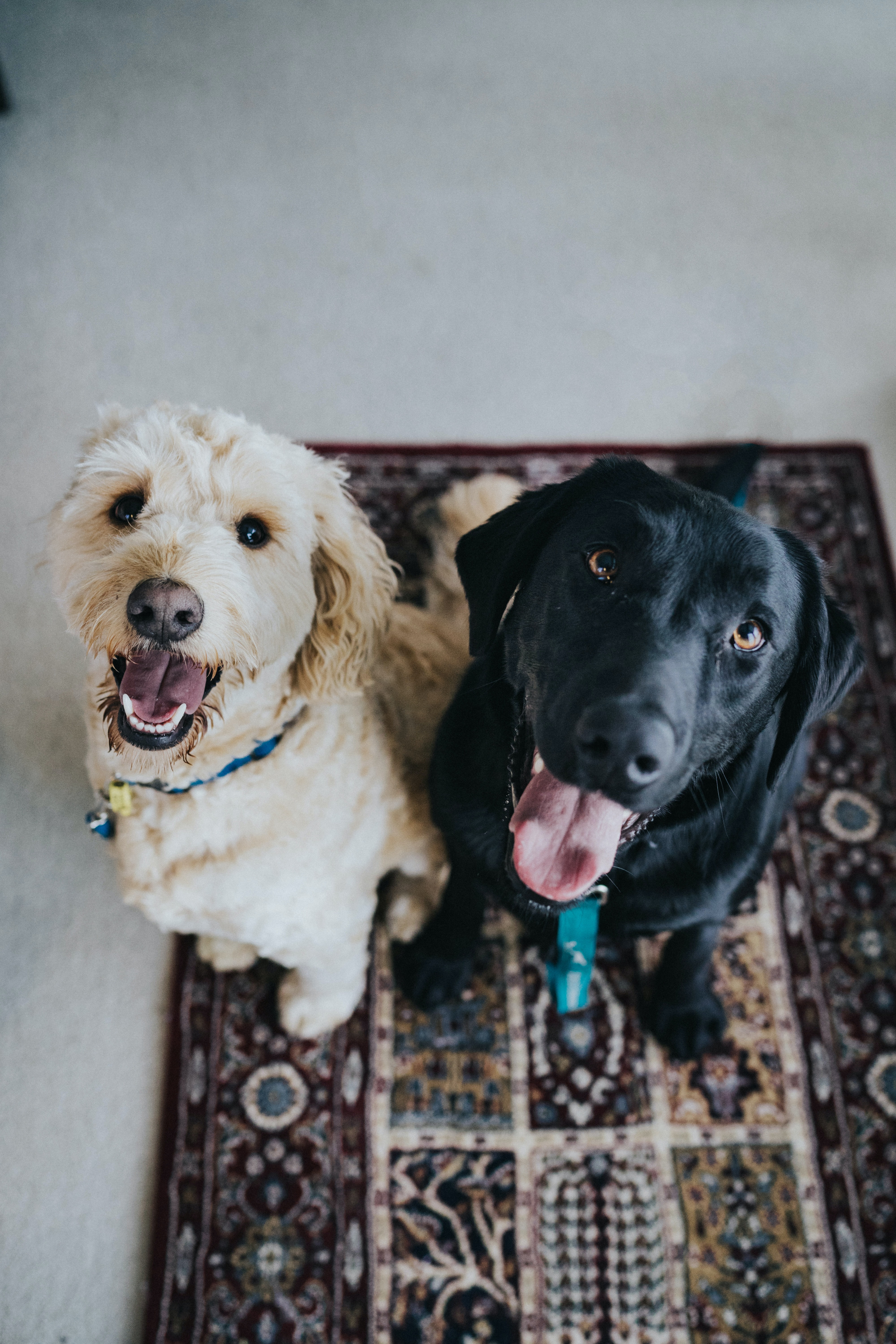 Dogs Don t Really Care About Human Faces 