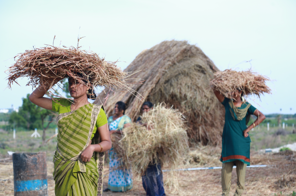 Women carry straw on their heads.