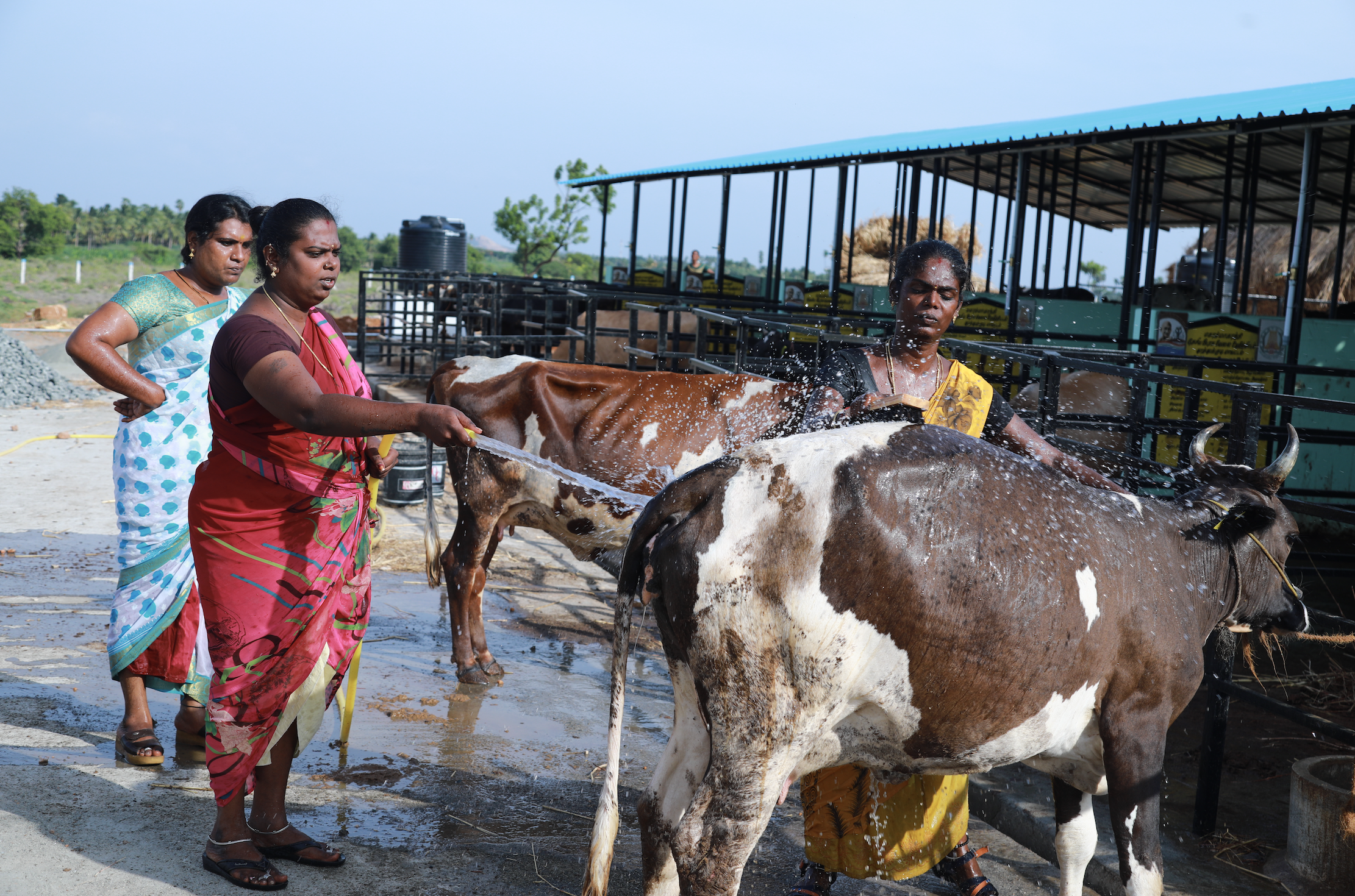 Women wash cows in Sandeep Nagar