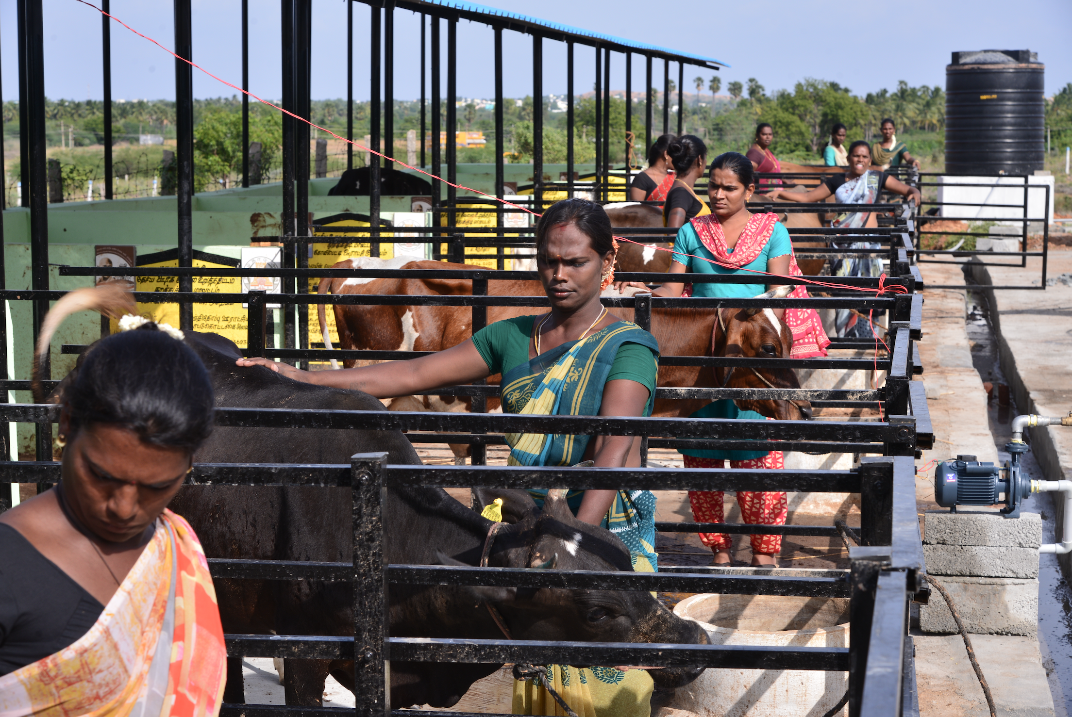 Women in Sandeep Nagar milk cows