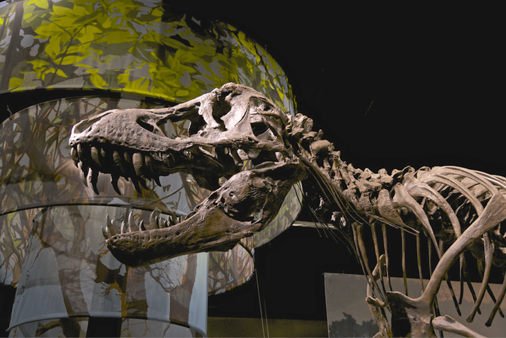 Kerangka T-Rex Stan. Foto: Stephen Rahn/Flickr