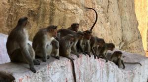 kawanan monyet duduk berbaris di tembok