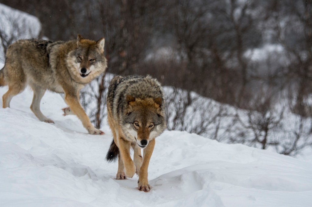 Gray wolves (Canis lupus) are walking in the snow at a wildlife park in northern Norway.