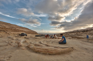 Paleontologists working at a whale fossil site. ​Image: CSUF Photos