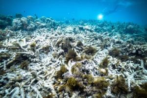 Separuh Terumbu Karang Terbesar Dunia di Great Barrier Reef Mati Karena Ulah Manusia