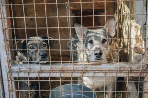 Viral Rumah Lelang Korsel Sekap 200-an Anjing untuk Dikonsumsi Manusia