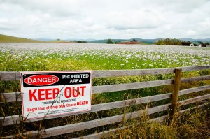 norman poppies tasmania