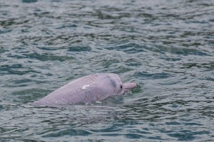 hong-kong-pink-dolphin-return-coronavirus-pandemic