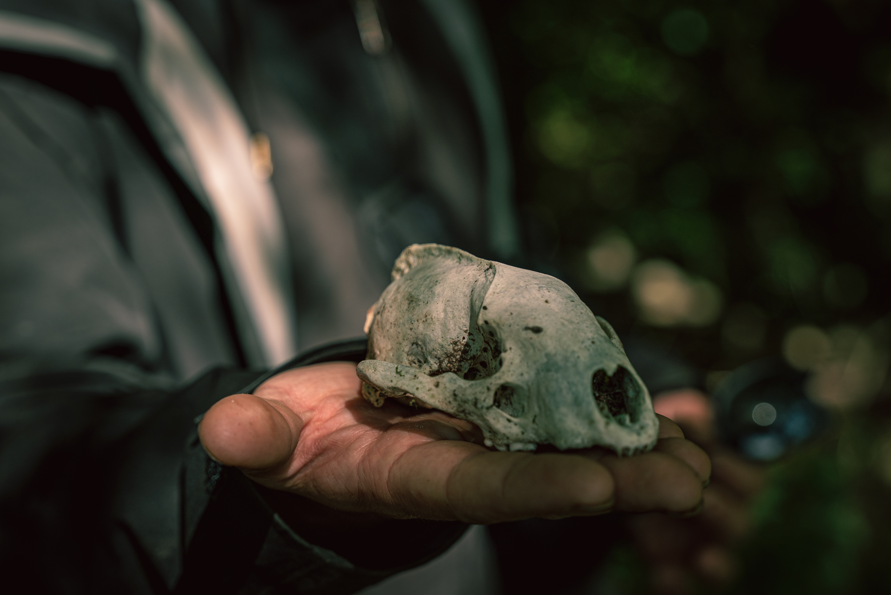 A badger skull found by Underground Badger Syndicate activists.