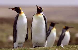 Scientists Dug Through 5,000 Years of Penguin Poo And Found a Chilling Warning