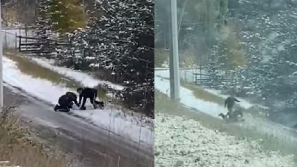 RCMP have launched an internal investigation after footage showed an officer kicking and punching a downed suspect near Williams Lake, a small town in central British Columbia.