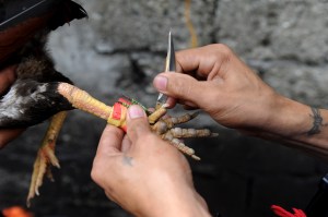 Pela de gallos en Filipinas