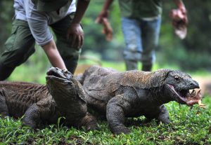 Proyek Wisata Premium Jurassic Park di Taman Nasional Komodo Ditolak Warga dan aktivis NTT