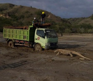 komodo dragons