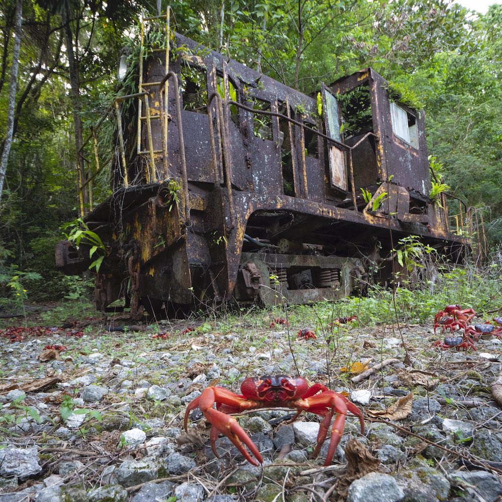 red crabs - for vice - from Chris Bray - 005.jpeg