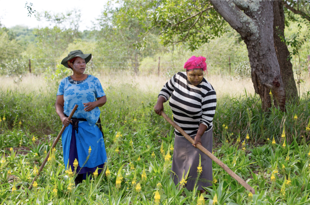 South African climate change crisis response