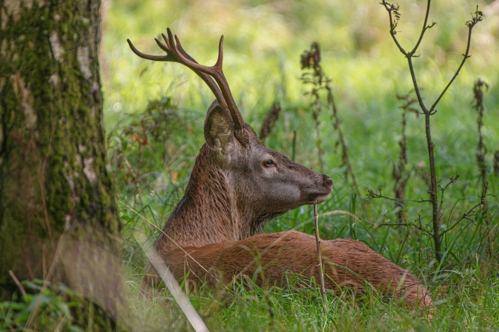 deer Dunsany Castle