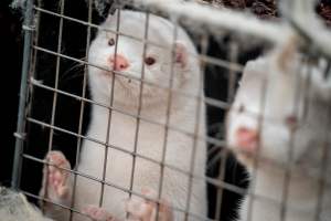 ​Mink on Danish farms. Image: Mads Claus Rasmussen via Getty