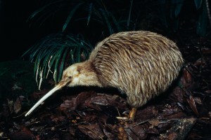 little spotted kiwi