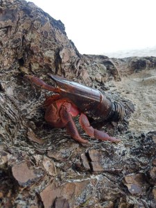 thailand hermit crabs