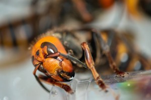 ​One of the 'murder hornets' found by Washington State Department of Agriculture.