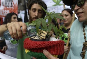 GettyImages-679723784A man waters a cannabis plant during a march for the legislation of marijuana in Buenos Aires on May 6, 2017.