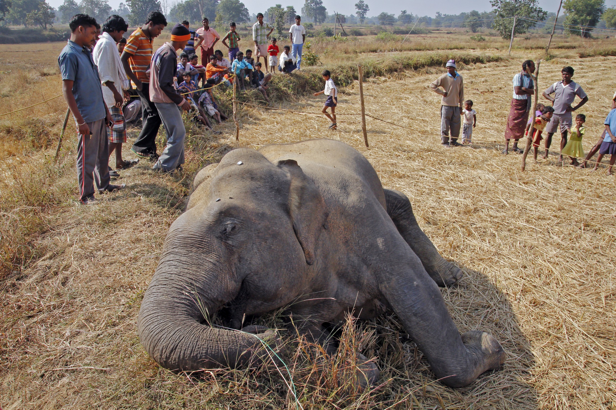 Human-Elephant Conflict in India