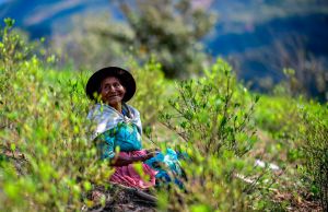 Foto de un cocalera en el Chapare, Bolivia