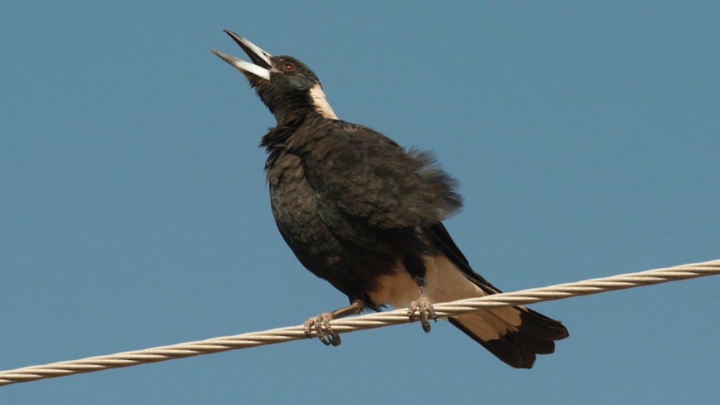 Australian magpie