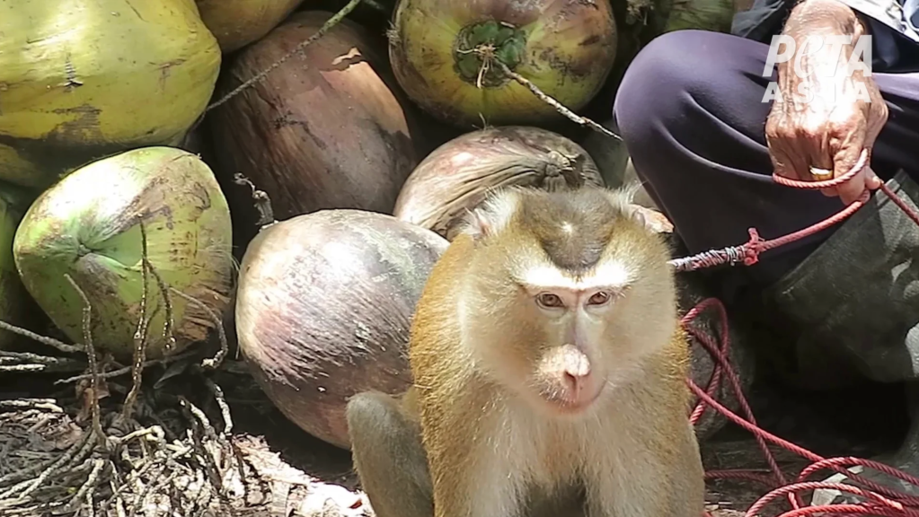 thailand, monkeys, coconuts