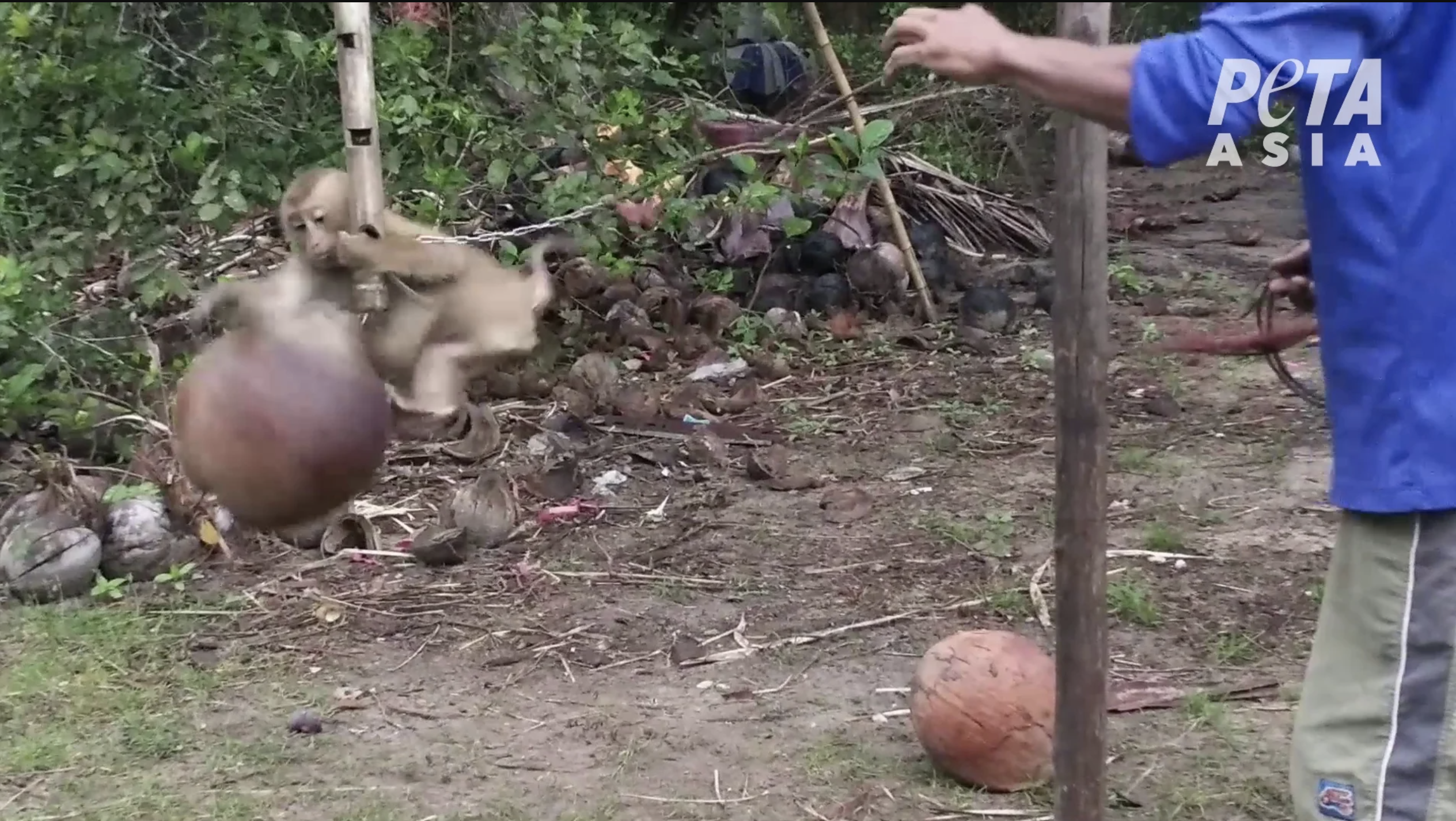 Thailand, monkeys